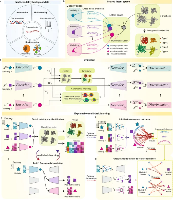 Multi-task learning of multi-modality biological data by UnitedNet. a Schematics of representative multi-modality biological data: (i) simultaneously measured transcriptomics and intracellular electrophysiology (multi-sensing data), (ii) integratively profiled transcriptomics and DNA accessibility (multi-omics data), and (iii) spatially resolved transcriptomics and proteomics (spatial omics data). b Schematics of designation of the shared-latent space. Different modality measurements from the same cell can be projected to a shared latent space as latent codes by encoders. The latent codes can be projected back to the modality space by decoders. In the latent space, latent codes representing different modalities from the same cell can be integrated as a unimodal shared latent code used for joint group identification. c Schematics showing the network structure of UnitedNet based on the shared-latent space designed in ( b ). d , e Schematics showing the multi-task learning between joint group identification ( d ) and cross-modal prediction ( e ) by UnitedNet for analyzing multi-modality data. f , g Schematics showing the application of explainable learning methods to dissect the trained UnitedNet for identifying group-to-feature relevance ( f ) and the cross-modal feature-to-feature relevance ( g ). First, an explainable learning method dissects the encoders of a trained UnitedNet to identify the most relevant input features to each group ( f ). Then, within the grouped input features from ( f ), the explainable learning method further dissects the encoders and decoders of the trained UnitedNet to identify group-specific cross-modal feature-to-feature relevance ( g ). The drawings in panel a were created with BioRender.com.