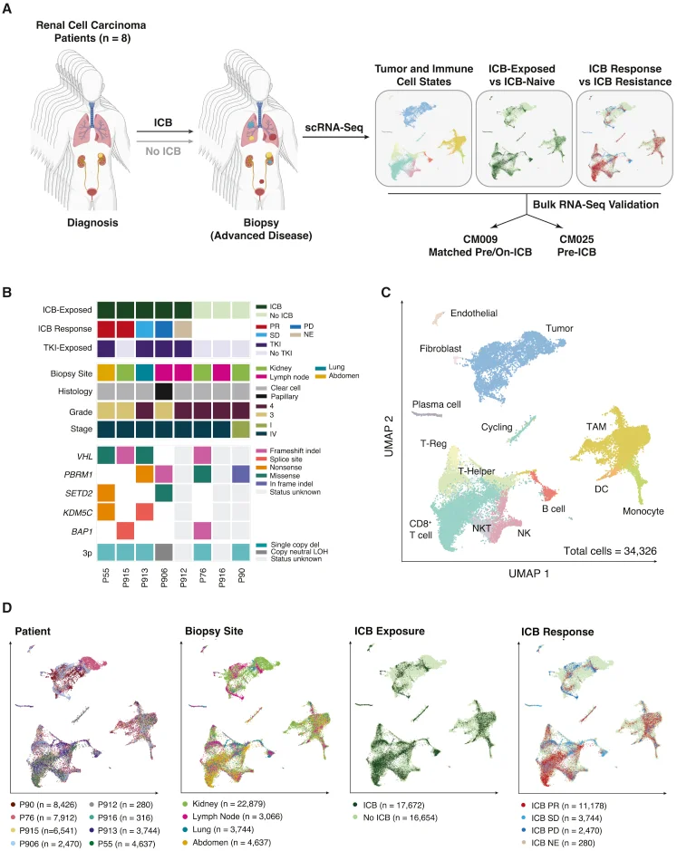 Characterizing the tumor microenvironment of advanced RCC during therapy (A) Study overview. (B) Summary of treatment histories at time of biopsy, clinicopathological features, and genomic features across profiled RCC lesions. ICB Response: PR, partial response; SD, stable disease; PD, progressive disease; NE, not evaluable. For some samples without successful whole-exome sequencing, genomic characterization is incomplete or missing. (C) Uniform manifold approximation and projection (UMAP) of malignant and non-malignant cells captured across all lesions, colored by broad cell type. Granular cell types and states were discerned through iterative reprojection and unsupervised clustering of lymphoid, myeloid, and tumor compartments, and merged into broader cell-type categories for this visualization. DC, dendritic cell; NK, natural killer cell; NKT, natural killer T cell; TAM, tumor-associated macrophage; T-Reg, regulatory T cell. (D) UMAP of malignant and non-malignant cells captured across all lesions, colored by patient, biopsy site, ICB treatment history, and ICB response. See also Figure S1 , Table S1 .