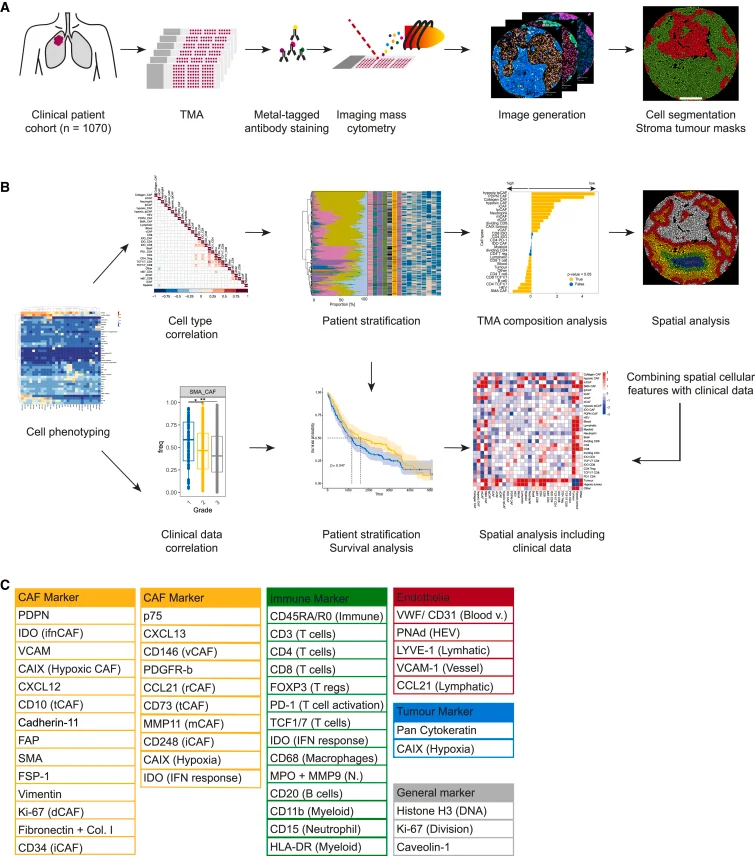 Overview of experimental and analytical set-up (A) Experimental set-up. NSCLC samples (2070 cores, 1,070 patients) and controls were stained with metal-tagged antibodies and imaged using IMC. Cell and tumor-stroma masks were generated. (B) Analytical setup. Single-cell data were used to identify cell phenotypes, and to evaluate correlations between cell types and clinical data. CAF based patient stratifications were used for survival and TMA composition analyses. Finally, spatial properties of CAFs and immune cell types were analyzed and integrated with clinical data. (C) Markers in the antibody panel.