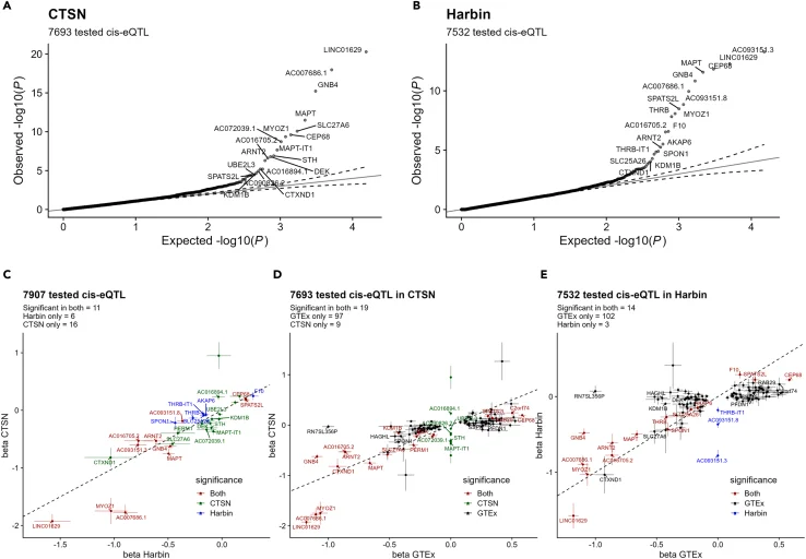 Expression quantitative trait locus (eQTL) mapping in human atrial tissue using RNA-sequencing (A and B) Quantile-quantile (QQ) plots of cis -eQTL –log10 ( p -values) for 150 sentinel atrial fibrillation (AF) SNPs and nearby genes (<1 Mb) in the (A) CTSN and (B) Harbin datasets. Dotted lines represent the 95% confidence interval of randomly generated normally distributed p -values. (C-E) Scatterplots comparing the eQTLs betas and their standard deviations from left atrial appendages (CTSN and Harbin) and right atrial appendages (Genotype-Tissue Expression; GTEx). (C) CTSN vs. Harbin, (D) CTSN vs. GTEx, (E) Harbin vs. GTEx. We attributed the value 0 to the eQTL if it was not tested in that cohort. (C–E) Colors indicate in which dataset(s) the eQTL is significant. eQTLs that were not significant in either of the paired cohorts are not shown for clarity. We added gene labels for the 20 most significant eQTLs in each cohort. Dotted lines represent x = y coordinates.