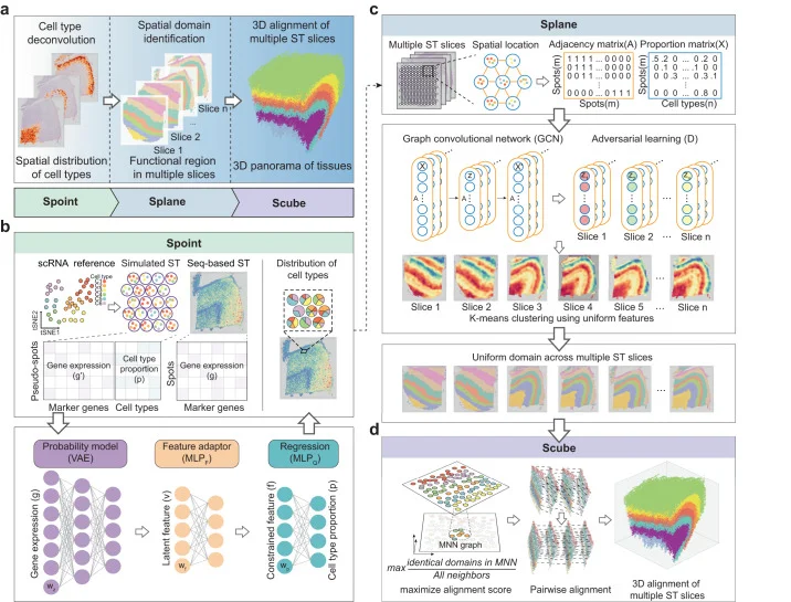 Workflow of SPACEL. a Three modules of SPACEL: Spoint, Splane, and Scube. b Spoint deconvolutes cell types of spots using an MLP and a probability model. MLP, multiple-layer perceptron; VAE, variational autoencoder. c Splane employs a GCN model and an adversarial learning algorithm to identify spatial domains across multiple slices. GCN, graph convolutional network. d For consecutive slices, Scube adopts a mutual nearest neighbor (MNN) graph and the differential evolution algorithm to transform slices and construct a stacked 3D alignment of a tissue.