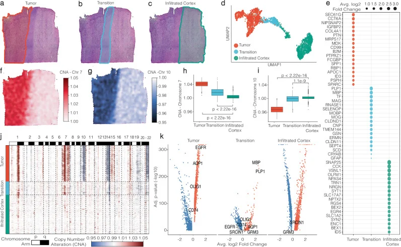 Histologically defined group-based analysis. a – c SPATA’s manual annotation tool is employed to delineate borders, facilitating the grouping of spots based on histology. d Gene expression-driven UMAP projection of spots. e A dot plot showcases the 18 most statistically significant unique marker genes, ranked by their average log2-fold change, in accordance with histological areas. f and g Surface plots are color-coded to highlight inferred copy number alterations that are characteristic of glioblastoma. h and i Statistical analyses examine copy number alterations across histological areas (two-sided test, no adjustments for multiple comparisons, Tumor ( n = 1307), Transition ( n = 478), Infiltrated Cortex ( n = 1428). The minima represent the smallest and the maxima represent the largest value within 1.5 times the interquartile range (IQR) below or above the first or third quartile (Q1, Q3), respectively. The median is shown as a line inside the box. The box bounds are the first quartile (Q1, 25th percentile) and the third quartile (Q3, 75th percentile). The whiskers extend from Q1 and Q3 to the minima and maxima. j A heatmap provides a comprehensive view of alterations across all chromosomes in relation to histological areas, corroborating the tumor area’s classification with multiple alterations, the nearly unaltered cortex infiltrated by the tumor, and the transition zone exhibiting intermediate levels of alterations. k A volcano plot from the DEA analysis across histological areas highlights marker genes for the Tumor and Transition areas, characterized by an adjusted p -value of 0 (infinite −log10).