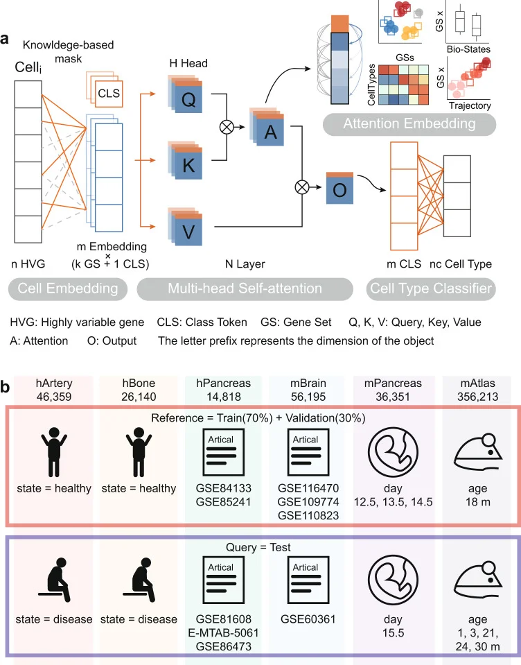 Algorithmic framework of TOSICA. a The model is trained on single-cell RNA sequencing data and cell type label for each cell. Based on databases or expert knowledge, masked learnable embeddings are used to convert the reference input data (n genes) to k input tokens representing each gene set (GS), to which class token (CLS) is added. In the attention function, query (Q), key (K), and value (V) matrix are linearly projected from these GSs and CLS combined tokens and the weights (attention, A) is computed by a compatibility function of the Q with the corresponding K, then assigned to each V for computing output (O). In each Multi-head Self-attention layer, the attention function is performed H times in parallel. The CLS of O, considered as latent space of each cell, is used as input of the whole conjunction neural network cell type classifier. Meanwhile, the attention of class (CLS) token to gene set (GS) tokens is referred as attention score and used for cell embedding. b hArtery and hBone datasets use healthy samples as training data and predict disease samples. hPancreas and mBrain datasets are split by data source. Training and test data in mPancreas and mAtlas come from different timepoints.