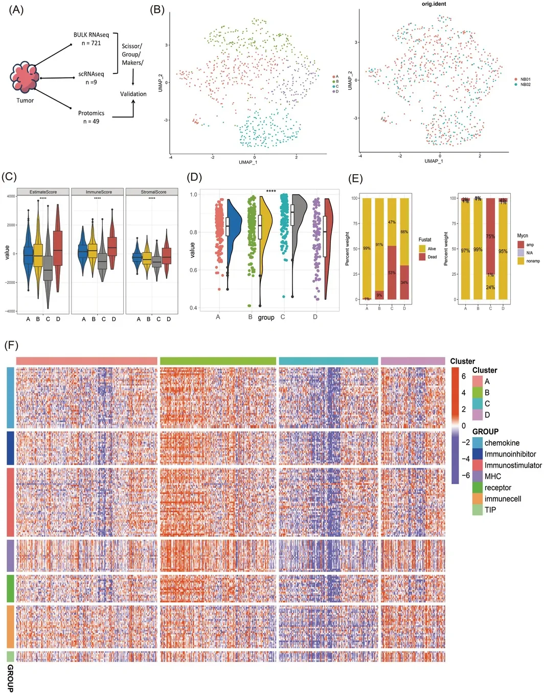 Identification and immune characterization of the MYCN‐driven “immune desert” subtype (Class C) in neuroblastoma. (A) Overview of the integrated multi‐omics cohorts. (B) UMAP plot of bulk RNA‐seq data from 721 samples defining four molecular subtypes (A–D). (C) Comparison of ESTIMATE algorithm‐derived scores (Immune, Stromal, ESTIMATE) and tumor purity across the four subtypes. (D) Violin plots comparing tumor purity between Class C and Non‐Class C (NOC) groups. (E) Enrichment of clinical features across the new subtypes. Stacked bar plots show the proportions of survival outcomes (Dead/Alive) and MYCN amplification status (amp, amplified; nonamp, non‐amplified) within each subtype (A–D). (F) Comprehensive immune landscape analysis across subtypes. Heatmaps display the relative enrichment scores, calculated using ssGSEA, for: 28 immune cell types (gene set from GSEA), activity of the 7‐step Cancer‐Immunity Cycle (gene set from TIP), and expression levels of immune‐related molecules including chemokines, MHC molecules, immunostimulators, immunosuppressors, and receptors (gene lists from TISIDB). Statistical significance: **** p < 0.0001. amp, amplified; NOC, Non‐Class C; nonamp, non‐amplified.
