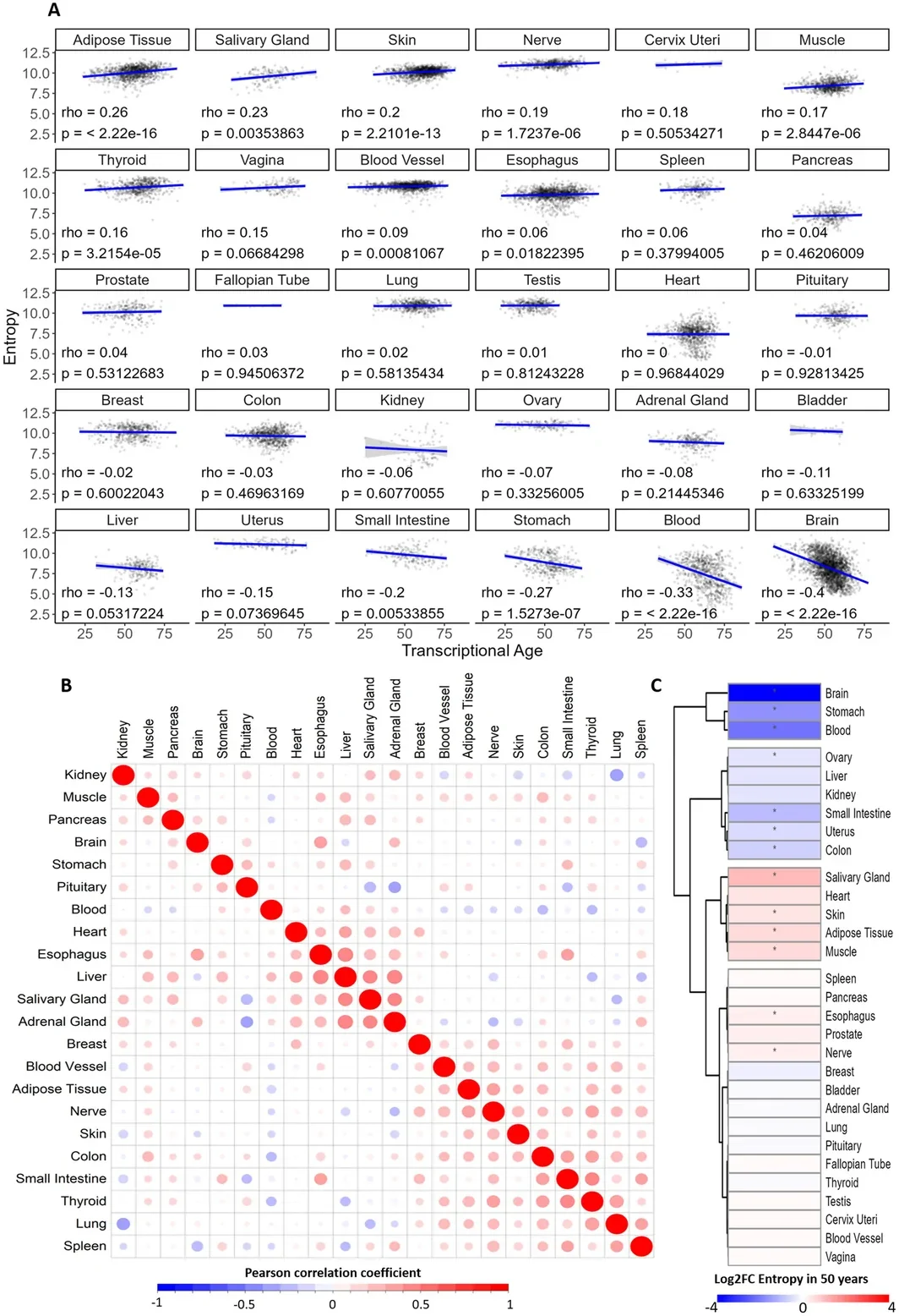 Transcriptomic entropy during human aging. (A) Pearson correlation and linear trend between entropy and transcriptional age in human tissues. (B) Correlogram of entropy values spanning different tissues from the same individual. (C) Heatmap of entropy variation with transcriptional age; results from the adjusted linear model. * p value < 0.05.
