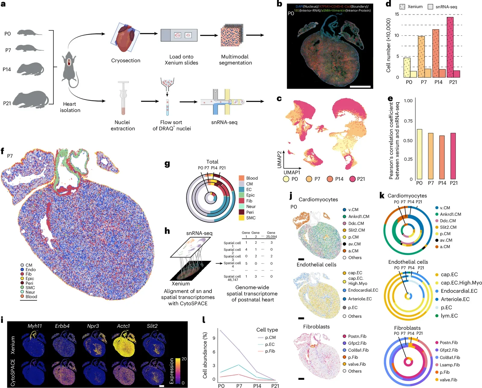 Postnatal heart atlas with spatial and temporal resolution. a , Postnatal heart atlas was composed of two sets of paired data (single-cell spatial transcriptome: Xenium; single-nucleus transcriptome: 10 × 3′ Gene Expression Library) collected at P0, P7, P14 and P21 of the postnatal development. b , Representative images showing the multimodal staining of the P0 heart. Nuclei are labeled by DAPI. Cell boundary is labeled by ATP1A1, CD45 and E-cadherin. Interior RNA is labeled with 18S rRNA. Interior protein is labeled with α-SMA and vimentin. Scale bar, 750 μm. Five represented images were randomly picked from the Xenium dataset and show similar trends. c , Approximately 67,000 cardiac cell nuclei were clustered into distinct cell populations as shown in the UMAP and across four postnatal timepoints (colored accordingly). d , The number of cells profiled for Xenium and snRNA-seq at each timepoint. e , Pearsonʼs correlation value between the snRNA-seq and Xenium for each timepoint. f , Spatial distribution of major cell types in the heart at P7. Each cell type is labeled with a different color. Scale bar, 500 μm. g , Donut plot showing the changes in cell proportion over the postnatal development. The total cell count at each timepoint is correlated with the radius of the donut. Each concentric circle, from the center outward, represents P0, P7, P14 and P21, respectively. h , High-resolution alignment of single-nucleus and spatial transcriptomes with CytoSPACE led to the genome-wide spatial transcriptome of postnatal heart development. i , Transcriptome alignment was validated by comparing the normalized expression pattern of selected markers between the original Xenium transcriptome and the CytoSPACE-imputed transcriptome. Scale bar, 500 μm. The images present the whole heart section from the Xenium dataset. j , Spatial map showing the subordinate cell states of CMs (top), ECs (mid) and fibroblasts (bottom) in the heart at P7. Scale bar, 500 μm. k , Donut plot showing the changes in the proportion of the subordinate cell states of CMs (top), ECs (mid) and fibroblasts (bottom) over the postnatal development. The total cell count at each timepoint is correlated with the radius of the donut. Each concentric circle, from the center outward, represents P0, P7, P14 and P21, respectively. l , Line plot showing the abundance of proliferative CMs, proliferative ECs and proliferative fibroblasts in the heart throughout the postnatal development. The y axis represents the percentage of each cell type in the heart; the x axis represents the timepoints in postnatal development. Panel a created in BioRender; Wang, H. https://biorender.com/b1z09cv (2026). Fib, fibroblast; Peri, pericyte; Epic, epicarial cells; SMC, smooth muscle cells; Neur, neuron; Ddc.CM, Ddc-expressing cardiomyocytes; av.CM, atrioventricular cardiomyocyte; Gfpt2.Fib, Gfpt2-expressing fibroblasts; a.CM, atrial cardiomyocyte.