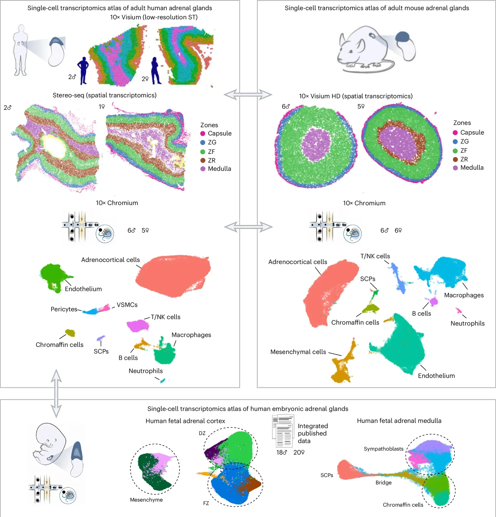 Overview of the study. Comprehensive scRNA-seq and high-resolution spatial transcriptomics atlas of adult human and mouse adrenal glands and human fetal adrenal development. NK, natural killer; ST, spatial transciptomics; VSMCs, vascular smooth muscle cells; SCPs, Schwann cell precursors; FZ, fetal zone; DZ, definitive zone.