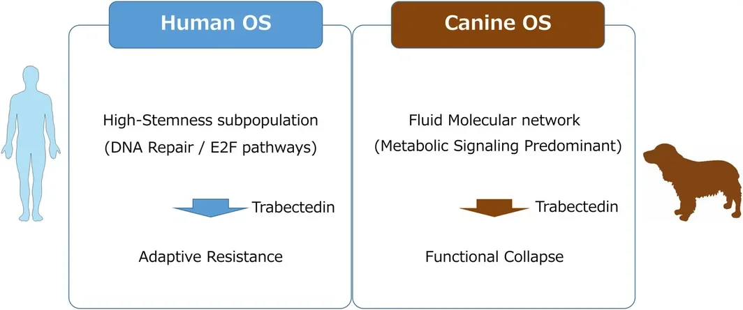 Graphical Abstract. Comprehensive comparative molecular framework for human and canine osteosarcomas. Integrated transcriptomic analyses establish a comprehensive comparative molecular framework for human and canine osteosarcomas. By defining species‐specific stemness architectures and drug response dynamics, our findings highlight the necessity of accounting for distinct cellular and immune landscapes, ultimately accelerating the precision development of next‐generation therapies across species. Parts of the Graphical Abstract were created using Servier Medical Art, licensed under a Creative Commons Attribution 4.0 International License ( https://creativecommons.org/licenses/by/4.0/ ).