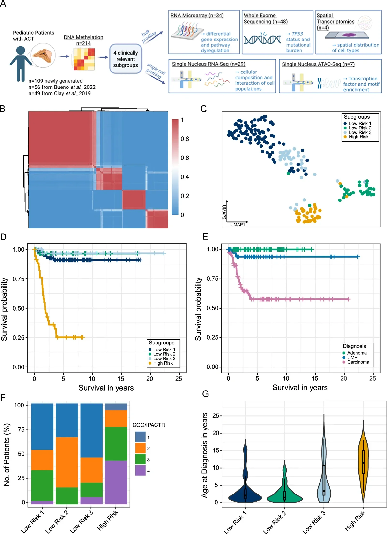 DNA methylation–based stratification of pediatric adrenocortical tumors identifies four clinically distinct subgroups. A Overview of the project presented in this paper. Created in BioRender. Fincke, V. (2026) https://BioRender.com/5ujxlr5 . B Unsupervised clustering of DNA methylation data using Consnsus Clustering identifies four molecular subgroups (Low Risk 1, Low Risk 2, Low Risk 3, and High Risk) in 214 pediatric ACTs. Red indicated samples always cluster together; blue color indicates samples never cluster together (total n = 214; HR, n = 36; LR1, n = 104; LR2, n = 34; LR3, n = 40). C UMAP projection of DNA methylation profiles colored by molecular subgroup (total n = 214; HR, n = 36; LR1, n = 104; LR2, n = 34; LR3, n = 40). D Kaplan–Meier analysis of overall survival across histopathological diagnoses (pACA, n = 82; pACC, n = 92; pUMP, n = 40; log-rank test). E Kaplan–Meier analysis of overall survival across methylation-based subgroups (HR, n = 36; LR1, n = 104; LR2, n = 34; LR3, n = 40; log-rank test). F COG/IPACTR stage at diagnosis across methylation-based subgroups (stage 1, n = 75; stage 2, n = 67; stage 3, n = 27; stage 4, n = 36; stage not available, n = 9; chi-square test). G Age at diagnosis (years) by molecular subgroup (HR, n = 35; LR1, n = 102; LR2, n = 34; LR3, n = 40; age at diagnosis was available for 211 patients). Violin plots show the kernel density distribution of the data; embedded box plots indicate the median (center line), the 25th and 75th percentiles (box bounds), and whiskers extending to the most extreme value within 1.5 × the interquartile range of the box, which define the plotted minima and maxima. Groups were compared by two-sided Kruskal–Wallis test (P = X), followed by two-sided pairwise Dunn’s post hoc tests with Benjamini–Hochberg correction for multiple comparisons. Adjusted P values: LR1 vs LR2, Padj = 0.129; LR1 vs LR3, Padj = 0.018; LR1 vs HR, Padj = X; LR2 vs LR3, Padj = 0.0019; LR2 vs HR, Padj = X; LR3 vs HR, Padj = 1.64 × 10⁻⁴. Source data are provided with this paper.