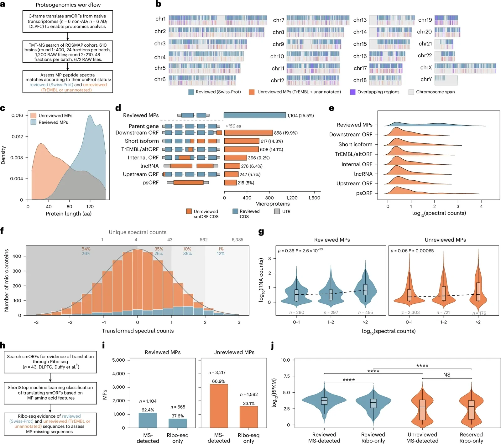 MS evidence of MPs in the aged human frontal cortex. Box plots (embedded within violins where shown): the center line represents the median; the box bounds represent the 25th and 75th percentiles; and the whiskers extend to the most extreme data points within 1.5× the interquartile range (defining the plotted minima and maxima). a , Long-read transcriptomes from 12 DLPFC samples (six AD/six non-AD; six females, six males) were assembled, three-frame translated and appended to the UniProt reference proteome for proteomics search studies. TMT-MS search cohort: 610 brains, biological replicates (round 1: n = 400, 24 fractions per batch, 1,200 RAW files; round 2: n = 210, 48 fractions per batch, 672 RAW files). b , Proteogenomic map of aged human DLPFC according to chromosome: reviewed (Swiss-Prot, teal) and unreviewed (TrEMBL + unannotated, orange) MPs; overlap, purple. c , Protein length density: reviewed ≤150 aa ( n = 1,104) and unreviewed ( n = 3,217) MPs with MS evidence in ROSMAP. d , smORF location and counts ( n = 4,321 total). smORF types are shown according to their position relative to the main ORF of the annotated parental gene (for example, upstream ORF); definitions are given in the Methods . e , Spectral count distribution according to smORF type ( n = 3,732), ridgeline, log 10 scale. f , Total spectral counts ( n = 3,732), reviewed/unreviewed stacked; percentage shown per transformed bin. g , RNA–protein correlation according to the number of spectral count bins (0–1, 1–2, >2). Protein abundance: TMT-MS spectral counts ( n = 610 ROSMAP brains). RNA: counts per million (CPM) ( n = 373 ROSMAP brains). Two-sided Spearman correlation, 95% confidence interval (CI) via Fisher’s z . Reviewed: n = 1,072, ρ = 0.356 (0.302–0.407), P = 2.61 × 10 −33 . Unreviewed: n = 3,200, ρ = 0.060 (0.026–0.095), P = 6.51 × 10 −4 . Correlation was done on razor peptides for Swiss-Prot; correlation was done on unique peptides for unreviewed. h , Ribo-seq (43 non-AD DLPFC brains) recovered MPs missed by MS; ShortStop classified translated smORFs according to aa physicochemical properties. i , MPs according to detection evidence (MS-detected versus Ribo-seq only), reviewed/unreviewed. j , Ribosome occupancy (log 10 reads per kilobase per million mapped reads (RPKM)) according to detection evidence; n = 43 brains; n = 816/631/747/980 MPs with uniquely mappable reads (reviewed MS-detected/Ribo-only, unreviewed MS-detected/Ribo-only). Two-sided Wilcoxon rank-sum (four comparisons), effect size r_rb (rank-biserial correlation, −1 to 1): within reviewed, MS-detected versus Ribo-only, r_rb = −0.209, P = 8.58 × 10 −12 (**); within unreviewed, MS-detected versus Ribo-only, NS ( P = 0.969); within MS-detected, reviewed versus unreviewed, r_rb = −0.411, P = 6.34 × 10 −45 (**); within Ribo-only, reviewed versus unreviewed, r_rb = −0.285, P = 4.68 × 10 −22 (****). Asterisks denote P < 0.0001. NS, not significant. Source data
