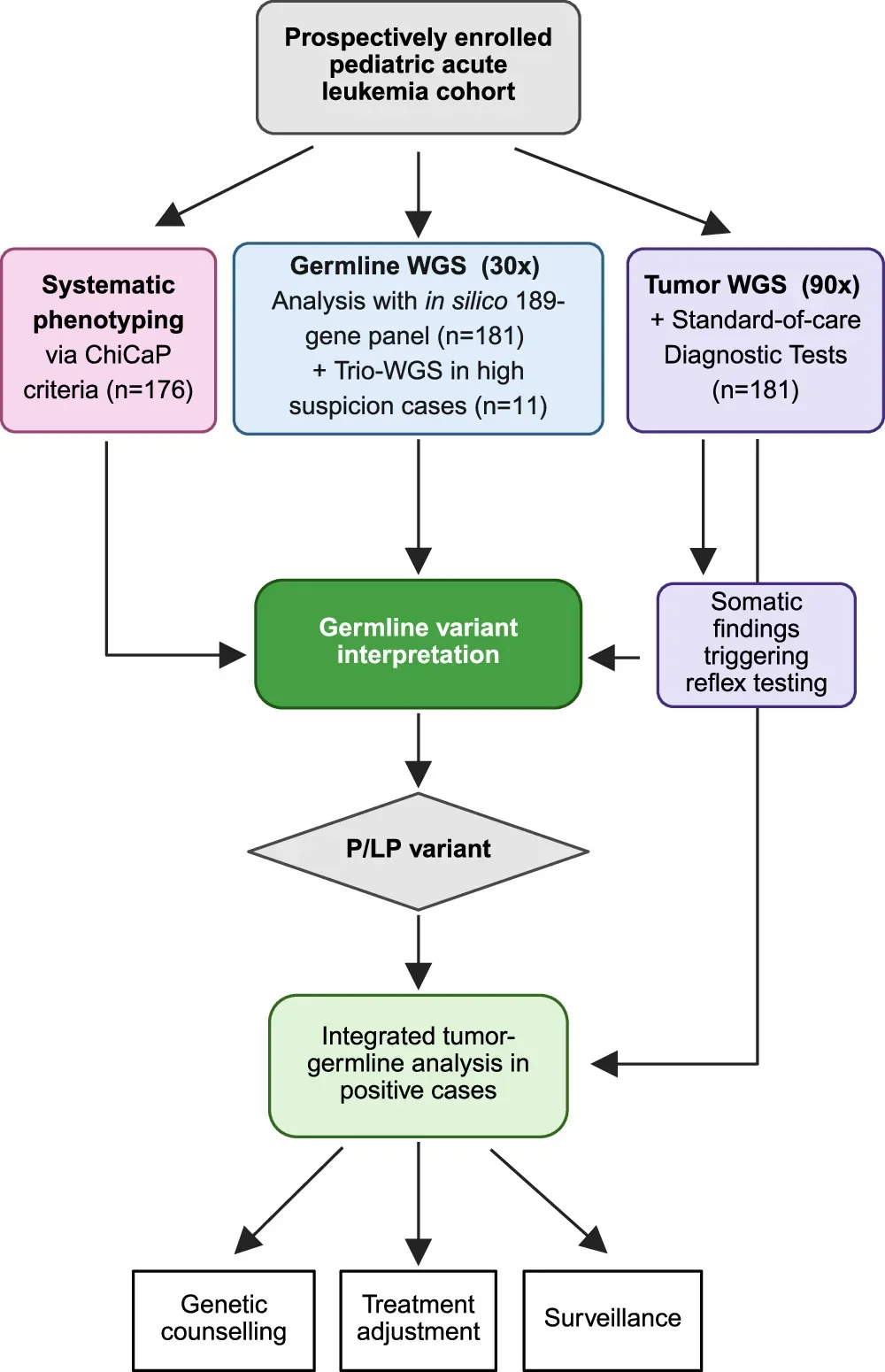 Three-pronged diagnostic strategy. The strategy combines systematic phenotyping, germline WGS-based analysis of a 189-gene panel, and analysis of tumor sequencing data of positive cases. Children with newly diagnosed acute leukemia ( n = 181) were prospectively enrolled and evaluated through three parallel arms. Systematic clinical phenotyping was performed in 176 patients using the childhood cancer predisposition (ChiCaP) criteria. Germline whole-genome sequencing was undertaken in 181 patients and analyzed with an in silico 189-gene panel. Trio-WGS was performed in 11 cases with a high suspicion of a predisposition. In parallel, tumor WGS (90x coverage) was performed alongside standard-of-care diagnostic testing in the same patients; somatic findings suggestive of an underlying germline variant triggered reflex testing. Phenotypic, germline, and reflex-derived data were jointly considered during germline variant interpretation to identify pathogenic (P) or likely pathogenic (LP) variants. In patients harboring a P/LP variant, integrated tumor-germline analysis was performed to refine clinical actionability, informing genetic counseling, treatment adjustment, and long-term surveillance recommendations for patients and at-risk relatives. Created in BioRender. Taylan, F. (2026) https://BioRender.com/qmt8k5v .