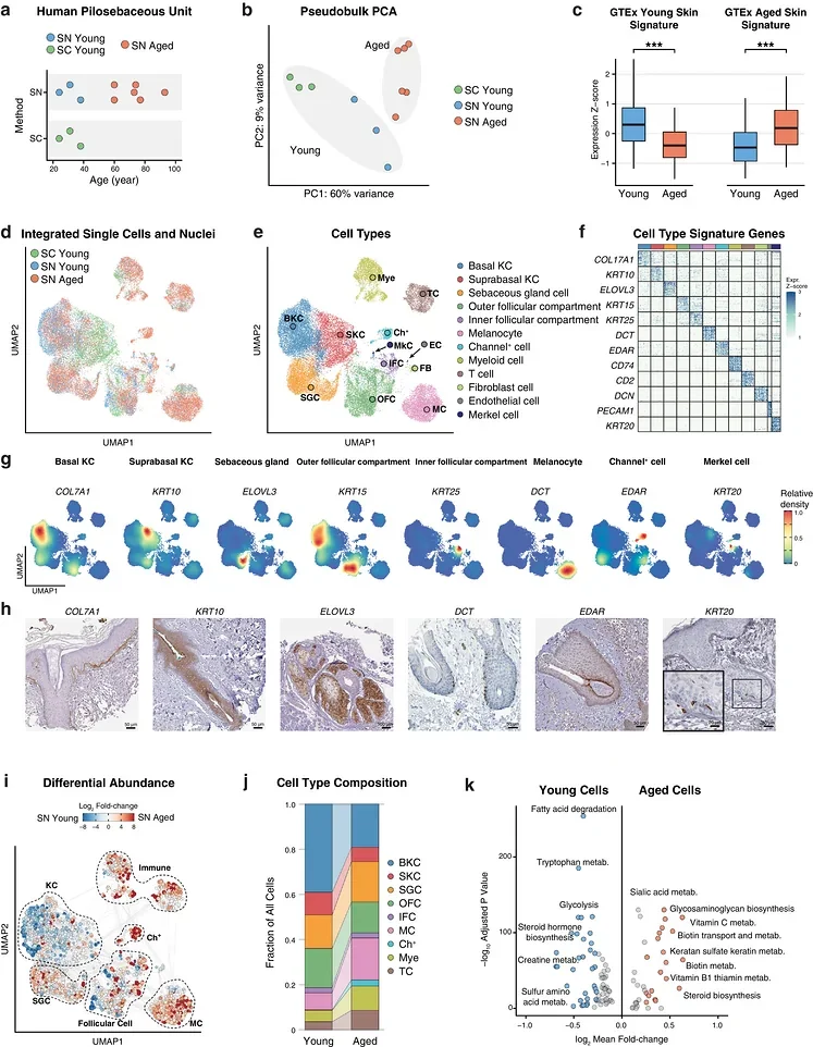 Age‐associated cellular reprogramming in human pilosebaceous units revealed by single‐nucleus transcriptomics. (a) Overview of donor age distribution of the cohort and profiling strategies. SN, single‐nucleus; SC, single‐cell. (b) Principal component analysis (PCA) of pseudobulk analysis of all samples. (c) Box plot showing per‐cell expression z‐scores of skin aging signature genes derived from the Genotype‐Tissue Expression (GTEx) database. *** : p < 0.001, by two‐tailed Student's t ‐test. Box plots indicate median (center line), 25th–75th percentiles (bounds of box), and whiskers extend to 1.5× IQR. (d) Uniform manifold approximation and projection (UMAP) representation of integrated snRNA‐seq and scRNA‐seq data, colored by donor age group and data type. (e) UMAP colored by major PSU cell clusters. (f) Heatmap of cell type‐enriched genes with representative signature genes indicated on the left; each column represents a cell type shown in (e). (g) Nebulosa density plots showing representative signature gene expression patterns across the dataset. (h) Representative immunohistochemistry images from the Human Protein Atlas (HPA) 26 illustrating the anatomical localization of major PSU cell layers. Images are reproduced under the Creative Commons Attribution 4.0 International License (CC BY 4.0). Image credit: Human Protein Atlas. Image‐specific source information is provided in Table S1 . Scale bars as indicated. (i) Milo differential abundance testing across all single nuclei. Nodes represent neighborhoods colored by log 2 fold‐change between age groups; edges indicate shared cell numbers between neighborhoods. (j) Composition of major cell types identified in the snRNA‐seq data comparing two age groups. (k) Pathway‐level comparison of metabolic programs highlighting global metabolic shifts between young and aged PSUs.
