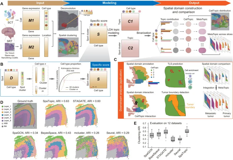 Schematic overview of SpaTopic. ( A ) SpaTopic is designed to infer, annotate, and compare spatial domains based on single-cell transcriptomic (SCT) data with cell-type annotation and SRT data. In the modeling phase, spatial clustering and deconvolution analyses are performed based on the input SCT and SRT data. Then, a cell type–specific score matrix is calculated to reflect the significance of enrichment of cell types in different spatial clusters. Subsequently, topic modeling with LDA is applied to the specific score matrix to extract cell-type topics across different spot clusters. The cluster-topic matrix is binarized to refine the initial spot clusters into spatial domains, which show unique distribution of cell-type compositions (CellTopics). CellTopics from different SRT datasets can be quantitatively compare, in terms of “MetaTopic,” based on their cell-type compositions. ( B ) Methodology used to calculate the cell type–specific score in different spot clusters. ( C ) Various downstream analyses of the SpaTopic output, including annotating spatial domains based on cell-type compositions, domain interactions, and spatial patterns of gene expression, and comparing spatial domains in terms of MetaTopics. SpaTopic can efficiently capture known spatial domains such as TBs and TLSs. ( D and E ) Performance of different methods for spatial domain calling. The evaluation is performed using 12 SRT datasets with manual annotation. ARI , adjusted Rand index.